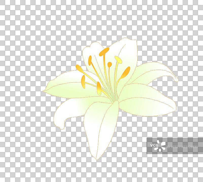 植物绿植百合花花卉图片素材
