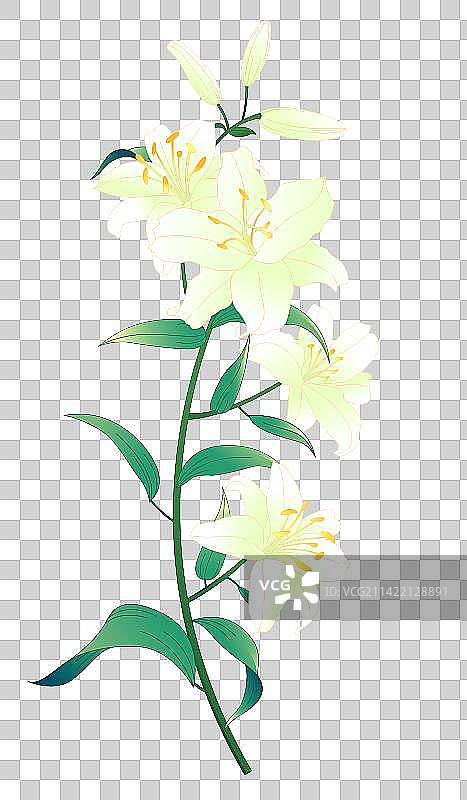植物绿植百合花花卉图片素材