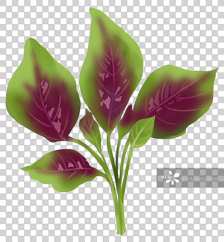 植物蔬菜营养健康食物食材原材料红苋菜元素插画图片素材