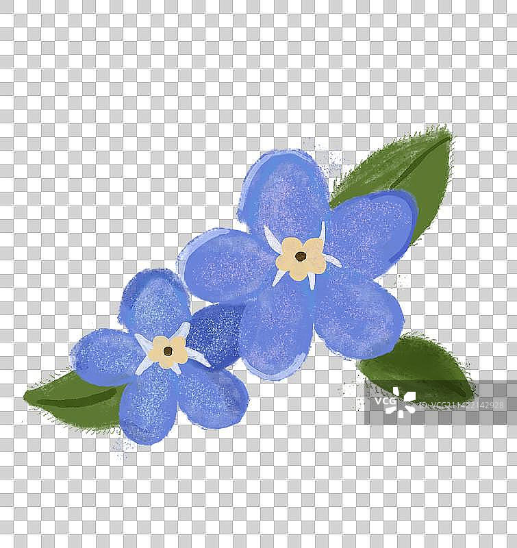 勿忘我图片素材