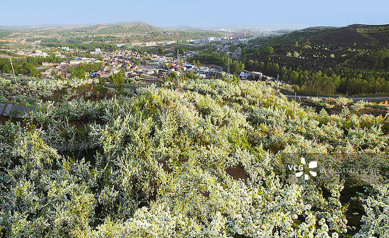 香雪海图片素材