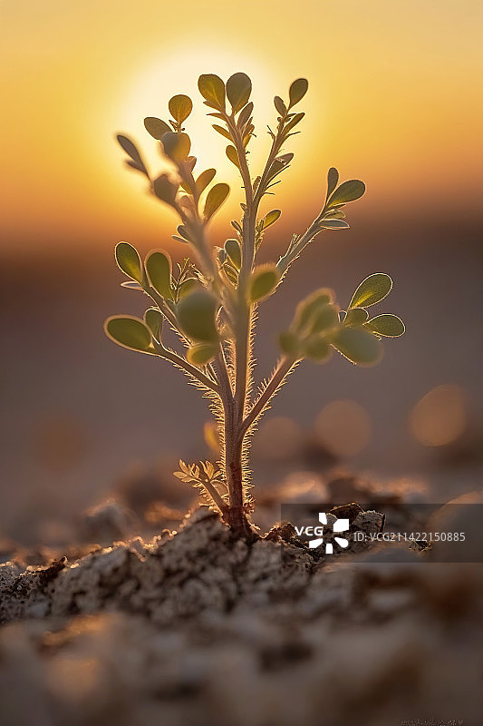 植物，树苗，生命，发芽图片素材