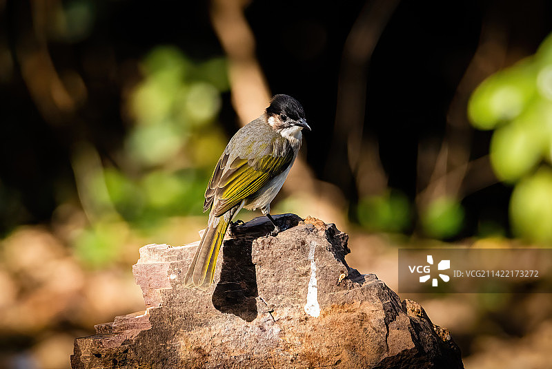 白头鹎图片素材