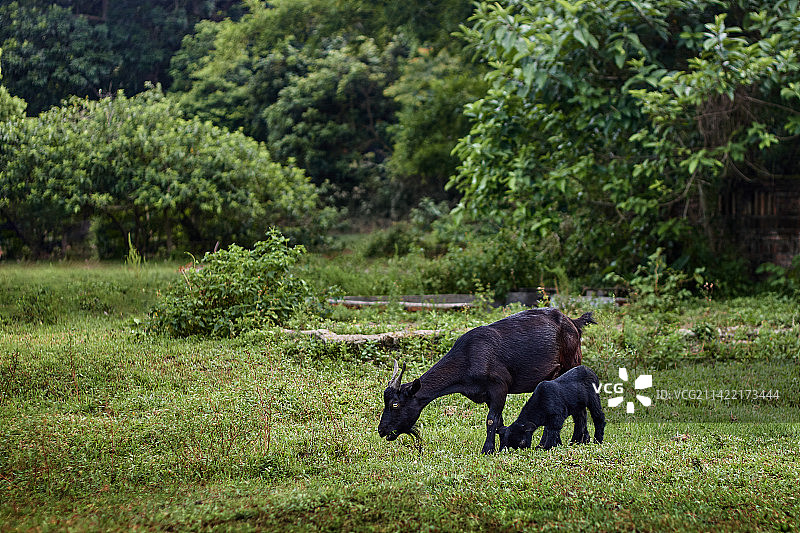 黑山羊图片素材