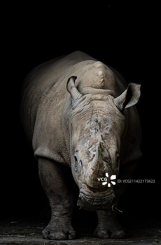 走出黑暗的犀牛图片素材