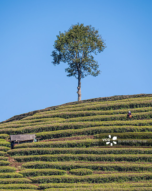 采茶与守候图片素材