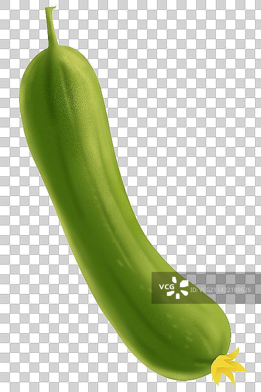 蔬菜食品食用食材营养健康丝瓜元素插画图片素材