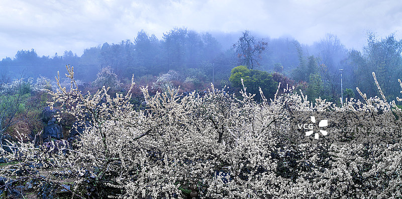 广东省清远市阳山李花图片素材