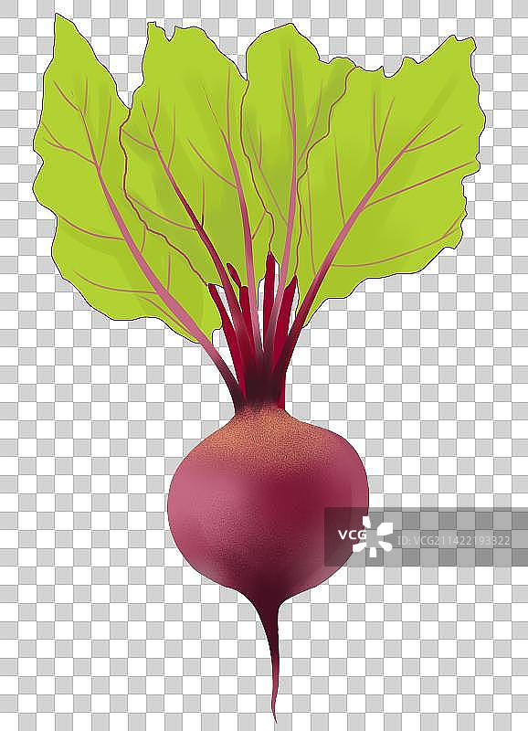植物蔬菜食物食品粮食农作物甜菜食材元素插画图片素材