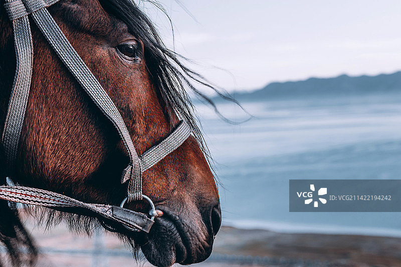 新疆赛里木湖边的一匹马图片素材