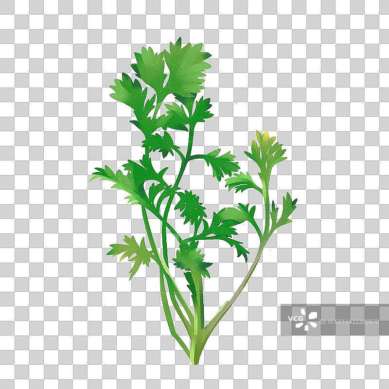 艾草植物插画元素图片素材