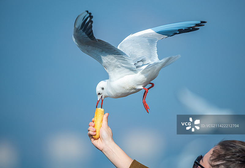 云南昆明滇池海埂大坝的海鸥图片素材