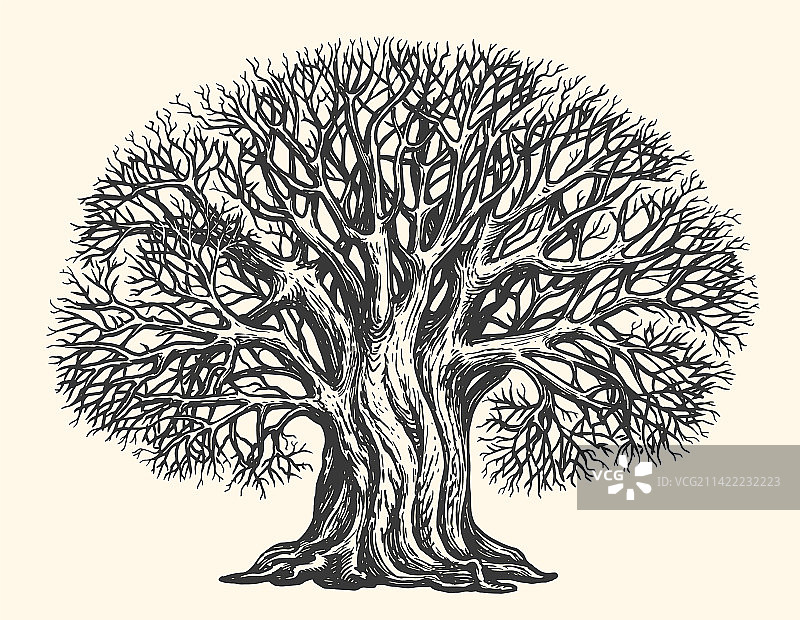 无叶分枝树素描雕刻图片素材