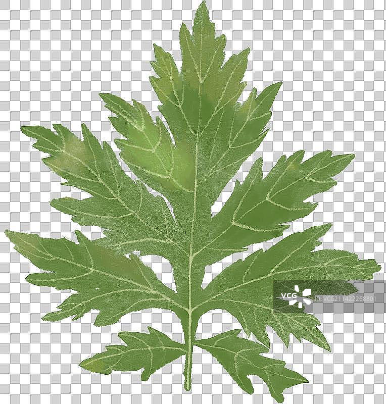 清明艾草艾叶正面艾蒿手绘免抠元素图片素材