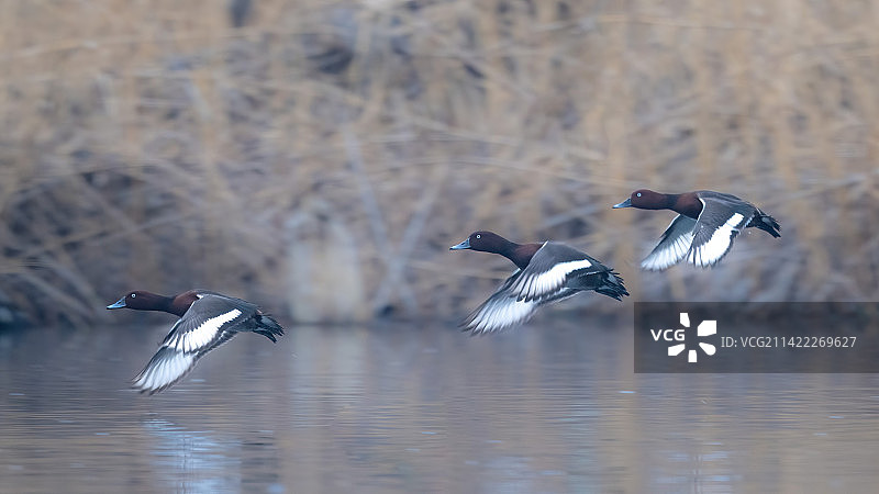 三只白眼潜鸭飞过水面图片素材