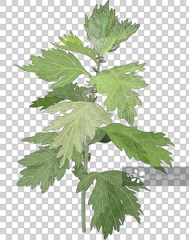 手绘清明艾草艾蒿青蒿图片素材