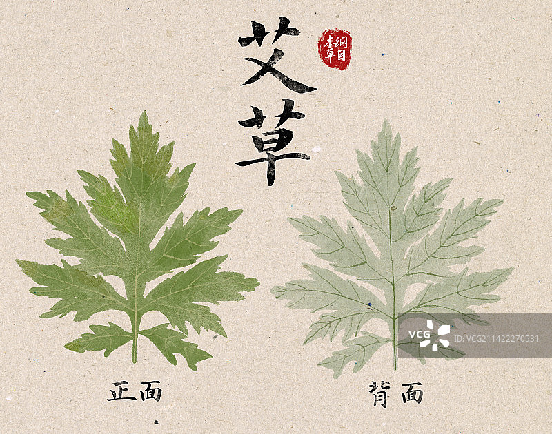 手绘清明艾草艾蒿青蒿艾叶植物叶子海报设计模板图片素材