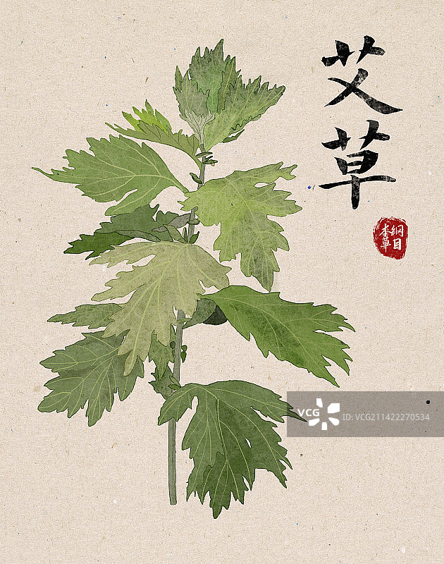 手绘清明艾草艾蒿青蒿艾叶植物叶子海报设计模板图片素材