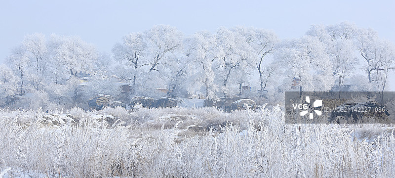玉树琼枝  玲珑剔透  雾凇岛图片素材