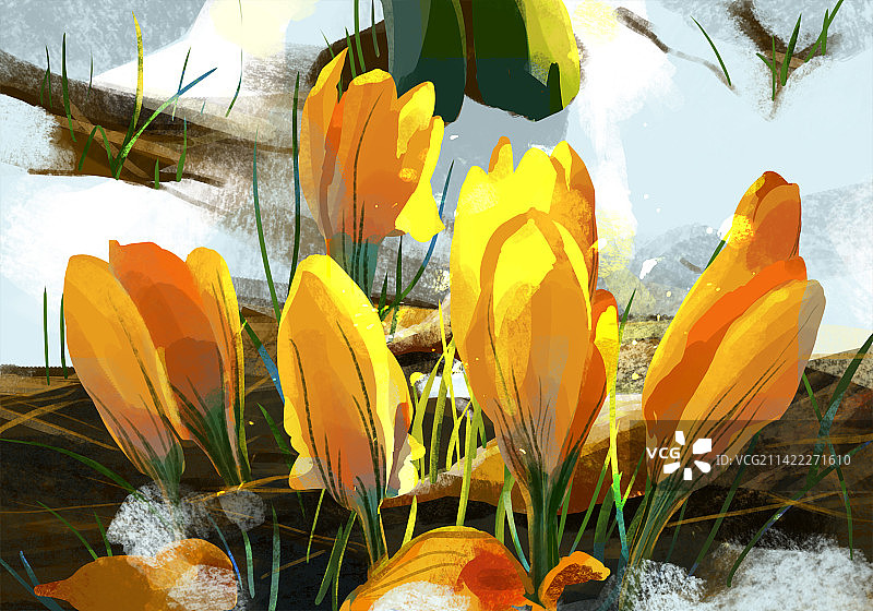 雪地里阳光里盛开的郁金香花插画图片素材