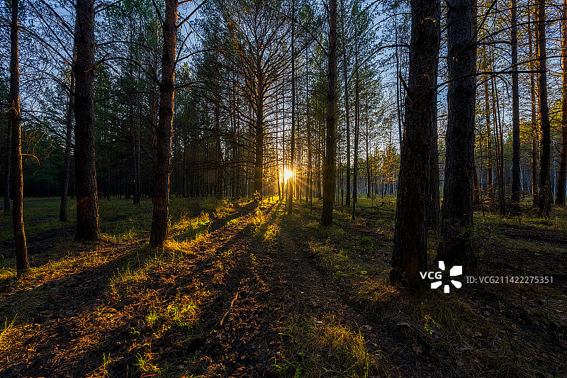 内蒙古呼伦贝尔市鄂温克族自治旗辉河林场秋季日落时分森林户外风光图片素材