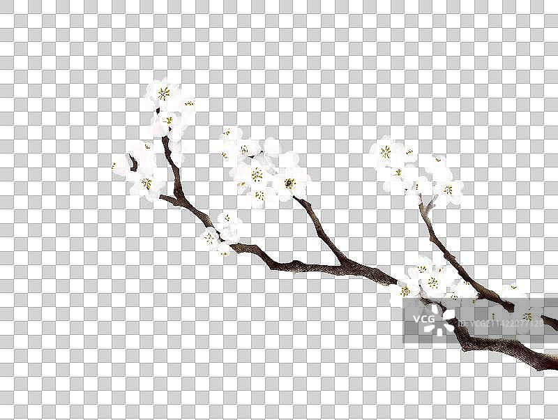 白梅花素材图片素材