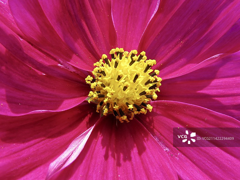 大波斯菊特写图片素材