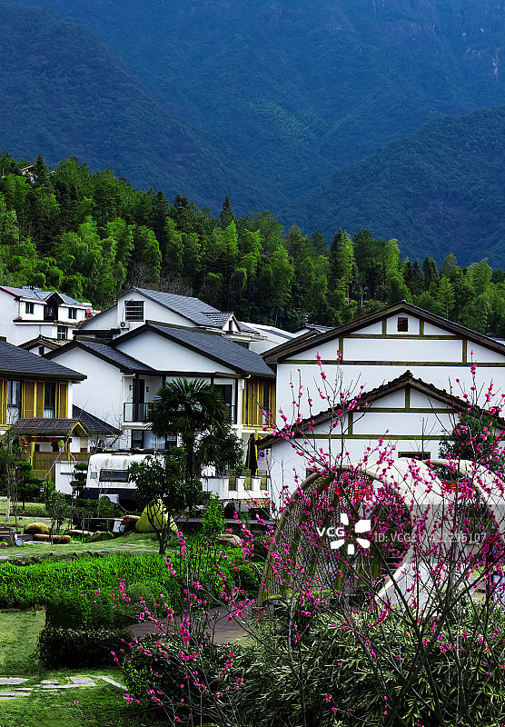 红梅花开春光好图片素材