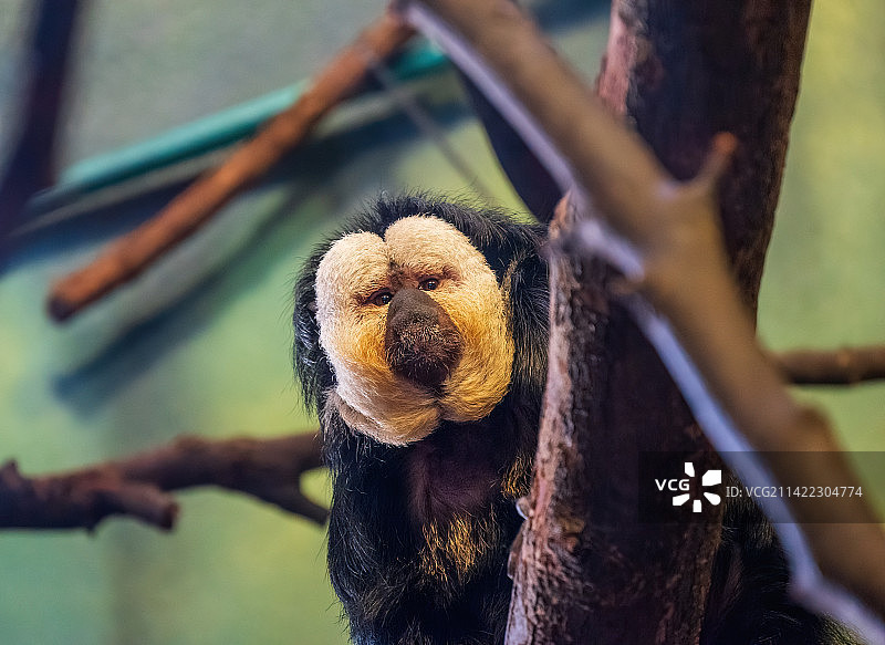 白脸僧面猴图片素材