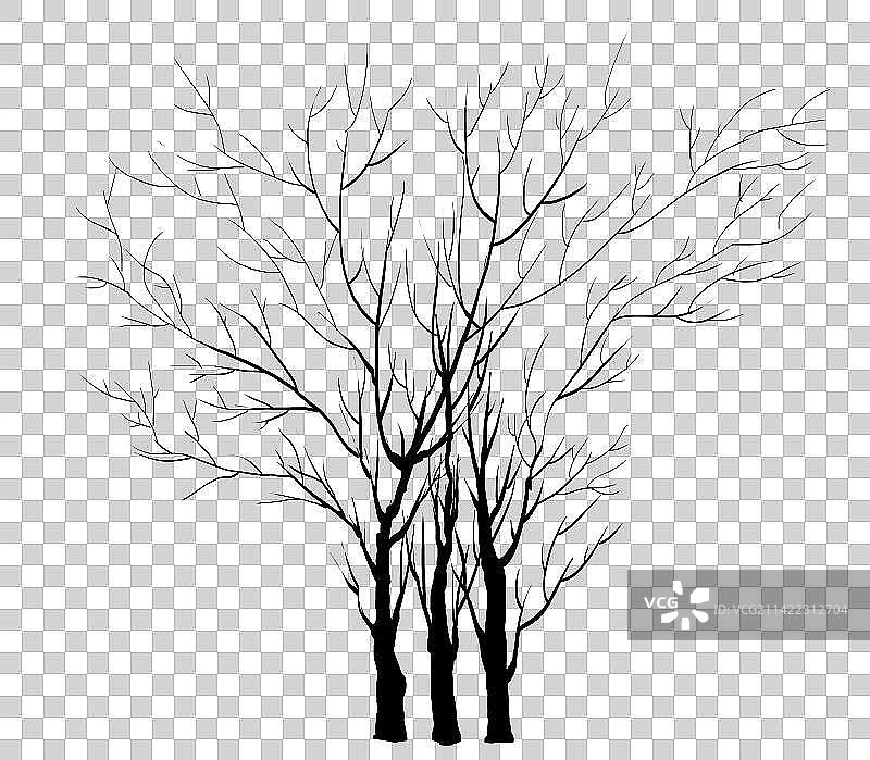 冬天的树图片素材