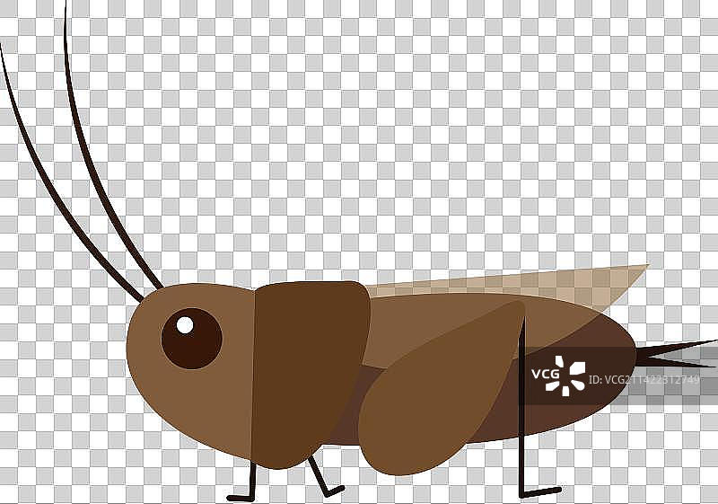 蛐蛐儿图片素材