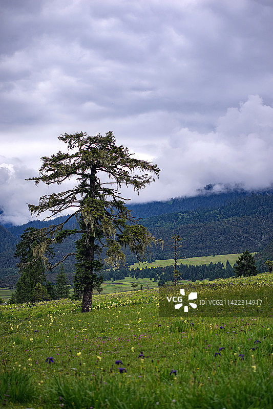 林芝风光图片素材