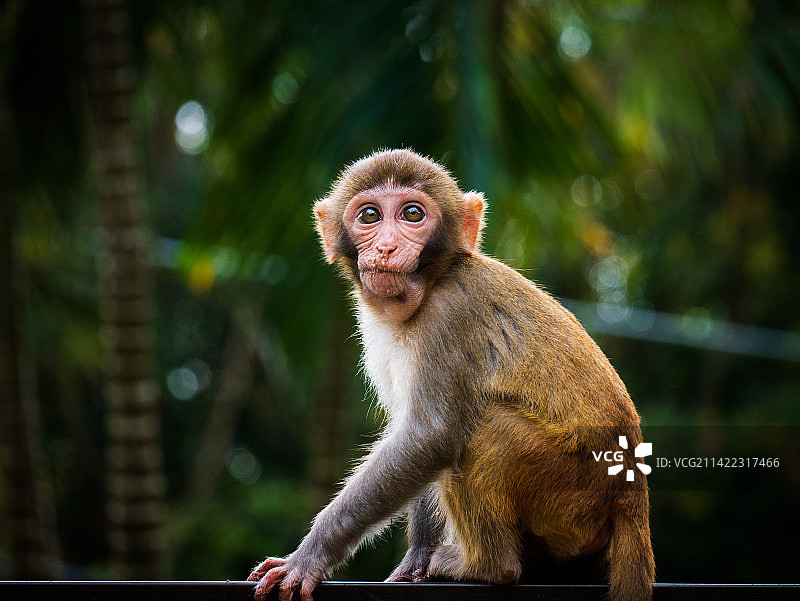 小猕猴图片素材