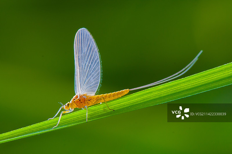 一只停留在草茎上的蜉蝣特写图片素材