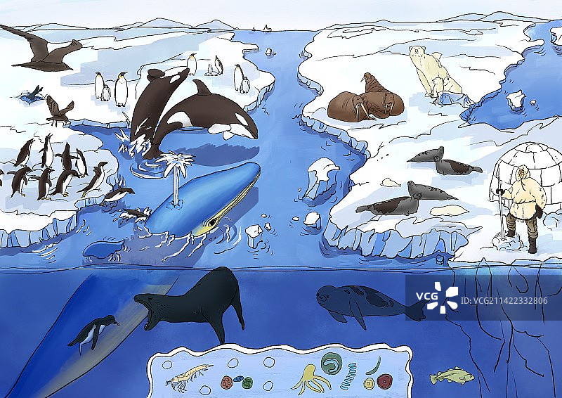 南北极生态圈图片素材