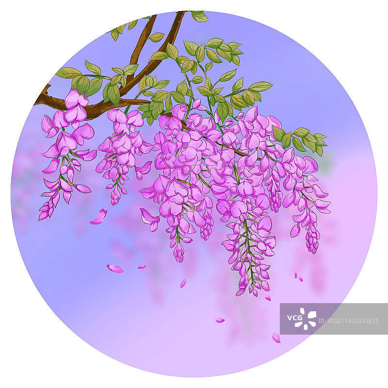 圆形里的谷雨节气紫藤花插画图片素材