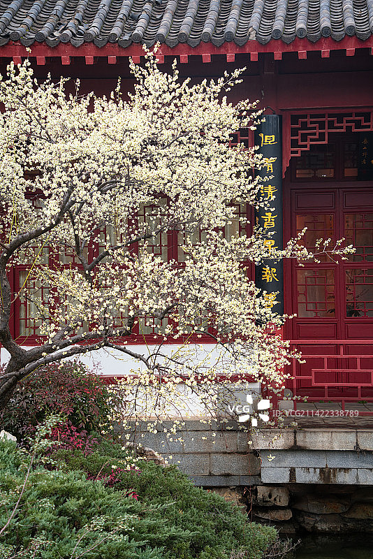 武汉东湖梅园赏梅苑古建筑梅花图片素材