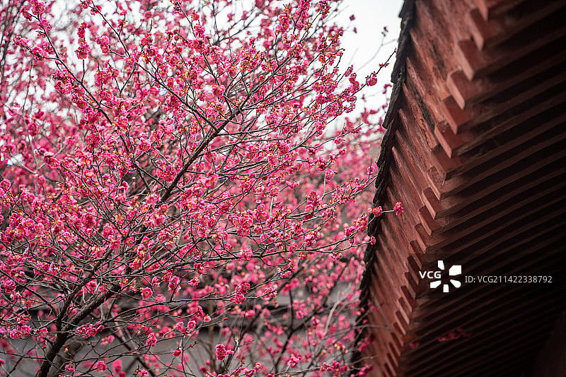 武汉东湖梅园赏梅苑古建筑梅花图片素材