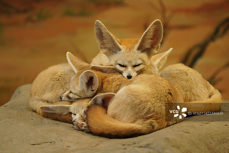 可爱的耳廓狐图片素材