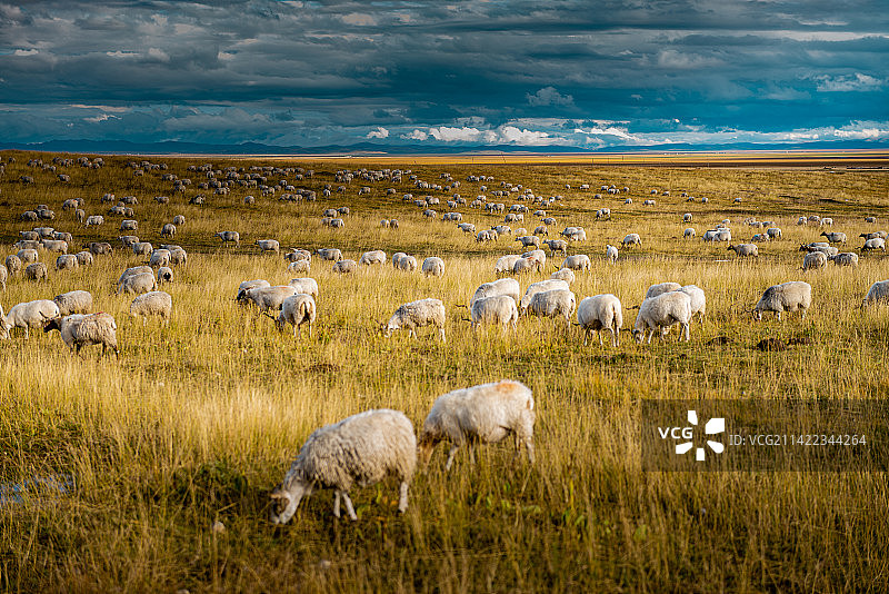 秋季草原羊群风光图片素材