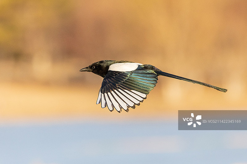 北京奥林匹克森林公园晨光中飞行的喜鹊图片素材