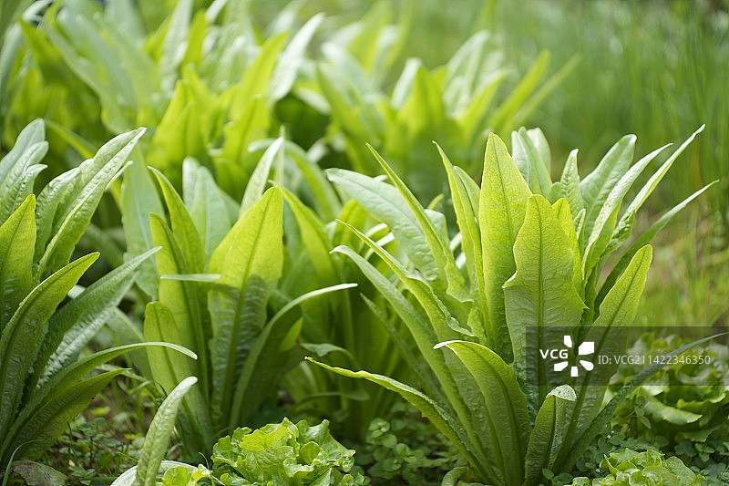 油麦菜图片素材