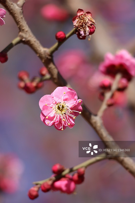 春季梅花特写图片素材