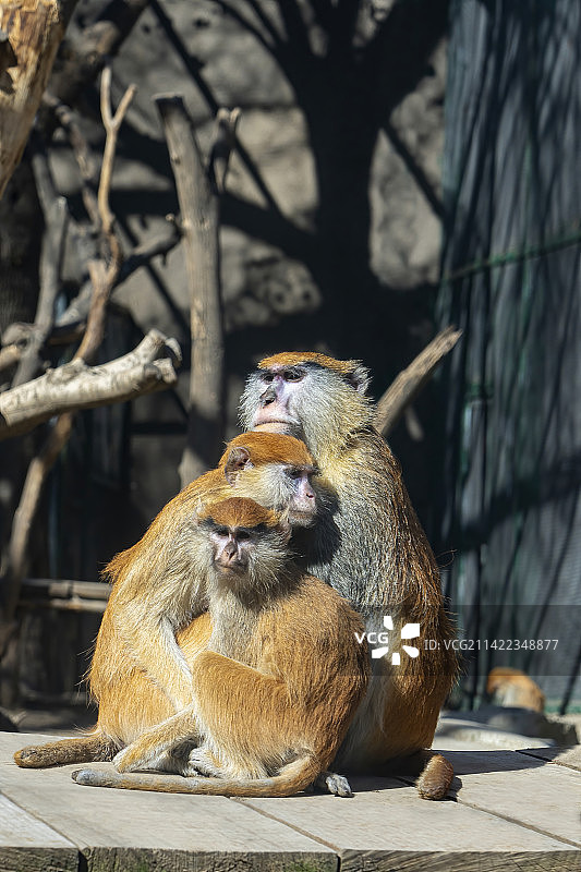 郑州动物园里三只抱团的赤猴图片素材