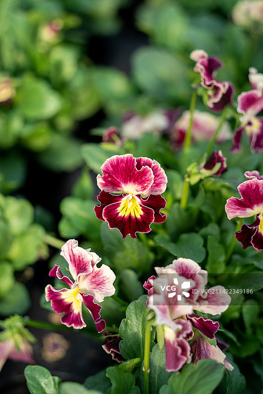 角堇花图片素材