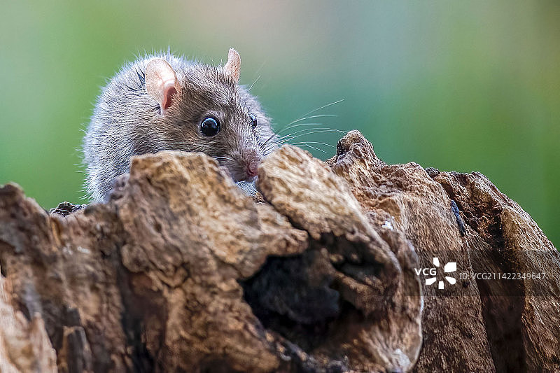 小老鼠图片素材