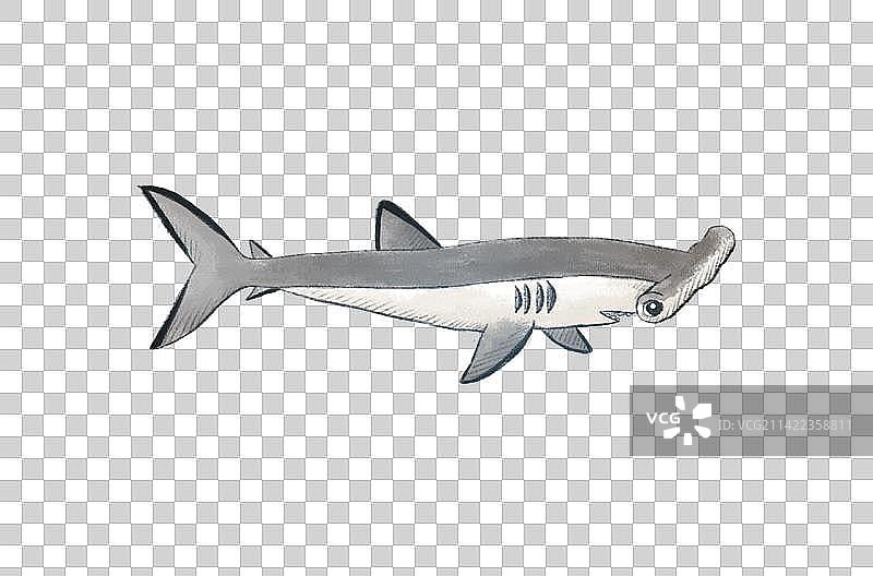 双髻鲨鲨鱼海洋动物自然元素插画卡通手绘装饰图片素材