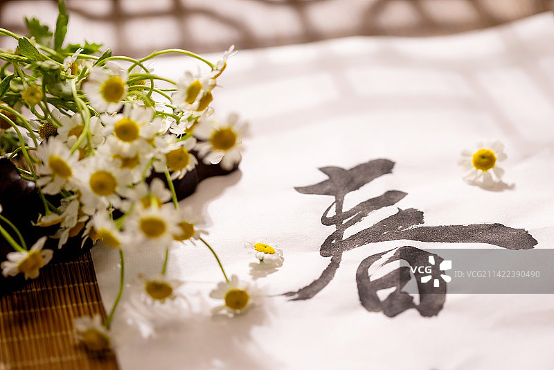 春字,毛笔字,洋甘菊,春天概念图片素材