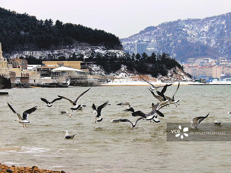 海岛海鸥飞翔 山东省威海市环翠区图片素材