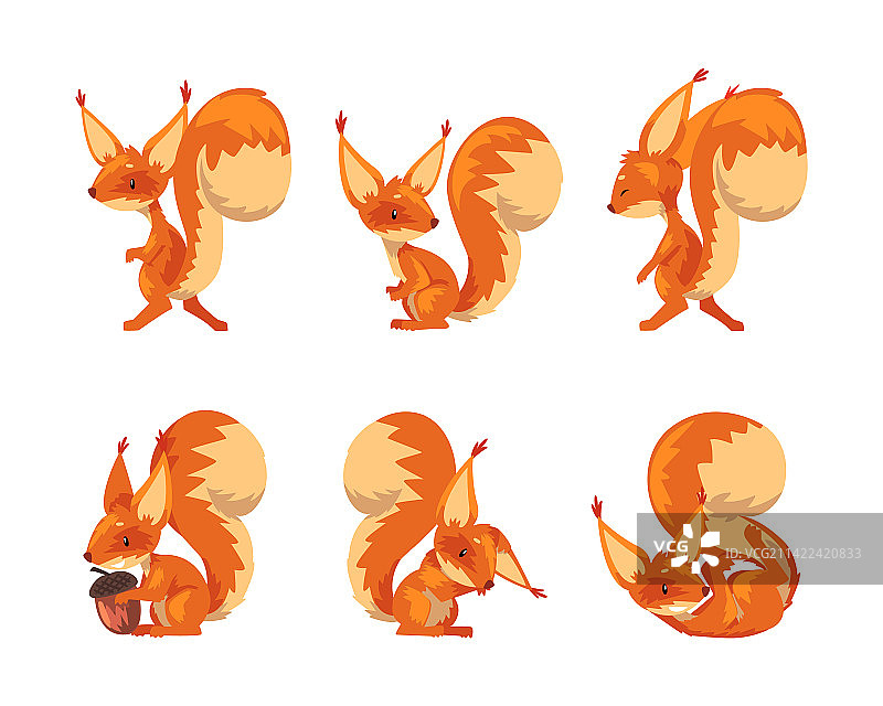 不同姿势的可爱有趣红松鼠图片素材